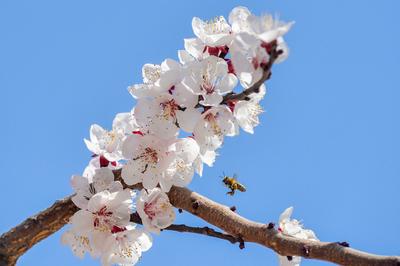 一年中最美，青岛这座山中藏着一个杏花村