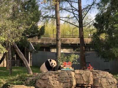 美国国家动物园举行大熊猫抵美50周年庆祝活动