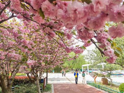 观海赏樱⑤|踏春好去处，青岛这处雕塑园里樱花烂漫