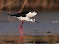 “大长腿”湿地撒欢 ？白沙河入海口水鸟云集 