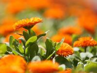 春天的代言地，盛放的百花苑