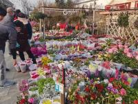 在这里能买到“春天”？枯桃花市人气旺