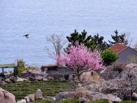 这是哪里的世外桃源？春风十里黄山村