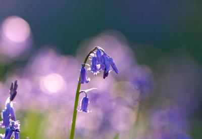 比利时：晨光中的“紫花森林”