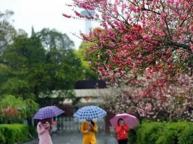 清明时节只有雨纷纷？大数据告诉你真实情况是……