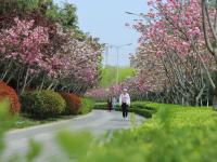 观海赏樱⑥|骑行、垂钓、散步……你选哪样？李村河畔，美哉