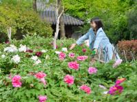 各色牡丹+江南园林，这座国学公园等你来