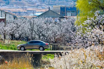 一年中最美，青岛这座山中藏着一个杏花村