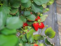 解锁“微度假”新模式！草莓大棚里正热闹