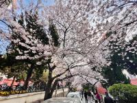 “樱花隧道”，来了