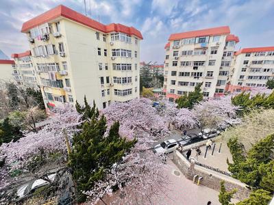 “樱花隧道”，来了