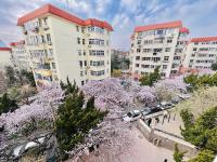 “樱花隧道”，来了