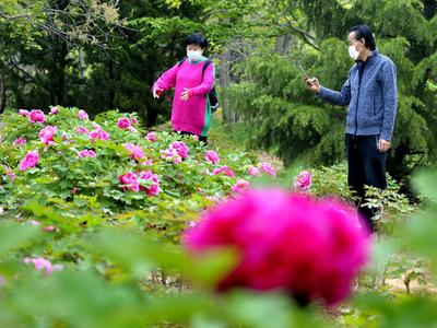 160岁“白天鹅”牡丹花长啥样？镜头来了