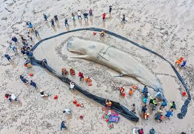 好消息！宁波海域搁浅抹香鲸成功放回深海