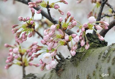 中山公园雾中赏樱