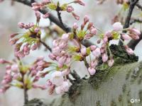 中山公园雾中赏樱