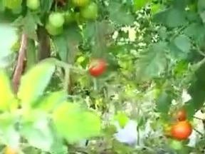 餐桌上的这些蔬菜瓜果，都是“太空种子”后代