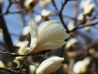 春天的代言地，盛放的百花苑