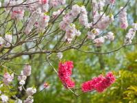 观海赏樱⑤|踏春好去处，青岛这处雕塑园里樱花烂漫