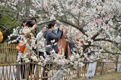花开正艳！来中山公园赏“小梅好”！