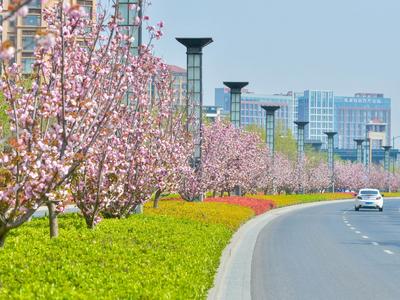 紫荆、海棠、丁香……人在城中，城在花中