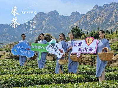 观海实拍：春天的第一杯香茗！崂山茶开始采摘啦