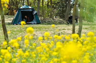 唐岛湾：户外露营成“五一”假期休闲“顶流”