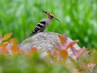 戴胜鸟妈妈夏日育雏，这一幕温馨又有爱！