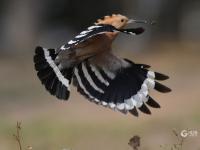 戴胜鸟妈妈夏日育雏，这一幕温馨又有爱！