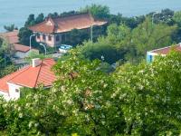 “色香味俱全”的画面：5月岛城槐花飘香