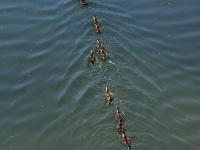 天生萌物，速来围观小萌鸭嬉戏荷塘