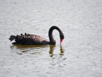 “稀客”引起围观！李村河有只黑天鹅