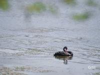“稀客”引起围观！李村河有只黑天鹅