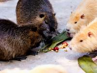 “定制款”粽子？萌宠过端午，满满的仪式感