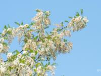 “色香味俱全”的画面：5月岛城槐花飘香