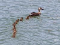 天生萌物，速来围观小萌鸭嬉戏荷塘