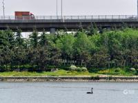 “稀客”引起围观！李村河有只黑天鹅