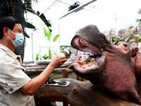 “定制款”粽子？萌宠过端午，满满的仪式感