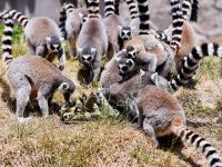 “定制款”粽子？萌宠过端午，满满的仪式感