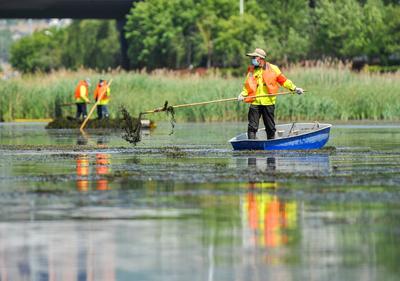 初夏的张村河水清河畅，背后有这样一群“守护者”