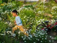 宛若童话仙境！青岛有片“雏菊花海”