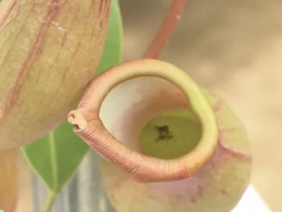 驱蚊草、迷迭香……驱蚊捕虫植物火了，真的能赶走蚊子吗？