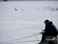 “稀客”引起围观！李村河有只黑天鹅