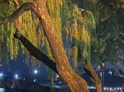 浙江杭州西湖边移栽七棵柳树引发争议，景区承诺补种