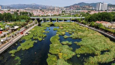初夏的张村河水清河畅，背后有这样一群“守护者”