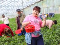 解锁“微度假”新模式！草莓大棚里正热闹
