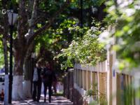 微风起，夏日来，八大关里蔷薇开