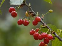 观海探“樱”|第一波樱桃抢“鲜”上市，这个社区迎来丰收季