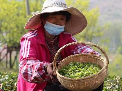 好品山东丨青茶香飘满山海小城！崂山春茶开采啦