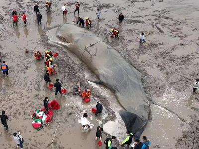 大型鲸类搁浅会受到什么伤害？自愈的可能性大吗？